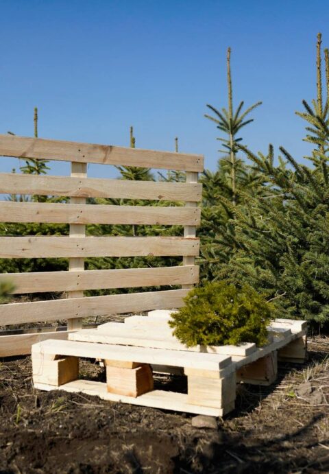 Foto von Holzpaletten vor Nadelbäumen